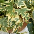 Hedera Yellow Ripple